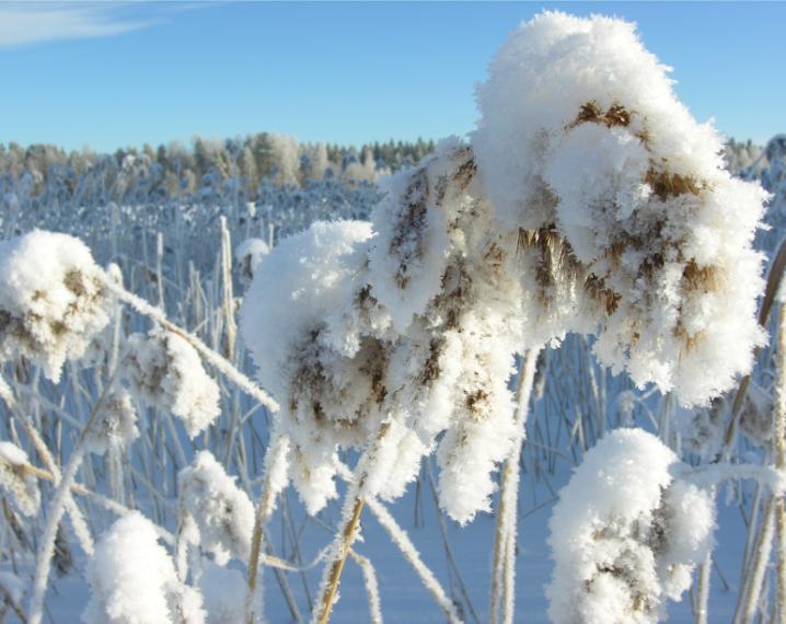 2014 Jäänpaksuus Etelä-Savossa ajankohdan keskitasoa Jäät vahvistuneet pakkasjakson myötä Etelä-Savon järvien jäätilanne on kohentunut pari viikkoa kestäneen