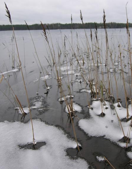 Kokonaisjäänpaksuus vaihteli 16-31 cm välillä, joten jäänpaksuuserot järvien välillä olivat mittaushetkellä kohtalaisen suuria.