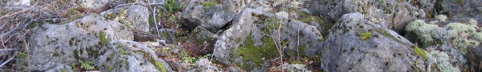 TAATA-hankealueella esiintyvät moreenit ovat lähes poikkeuksetta hyvin kivisiä ja lohkareisia (kuva 32).