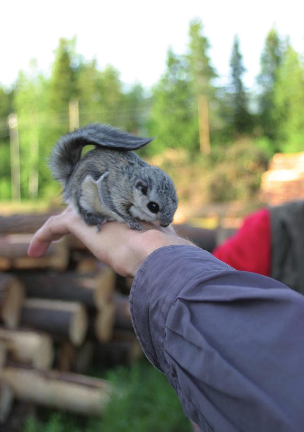 Naantalin Immasen asemakaavaalueen liito-oravaselvitys.