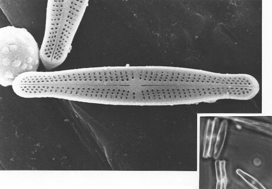 Alueellinen vedenlaatu: biologiset vedenlaadun indikaattorit Tärkeimmät piilevälajistoa säätelevät tekijät (vedenlaatu & valuma-alue) 52 valuma-aluetta