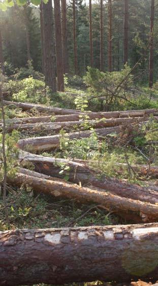 Korjuukelpoisuusluokitus Metsäkeskuksen tarjoama palvelu, työstetty osana MMM:n Metsätieto- ja sähköiset palvelut kärkihanketta 1.