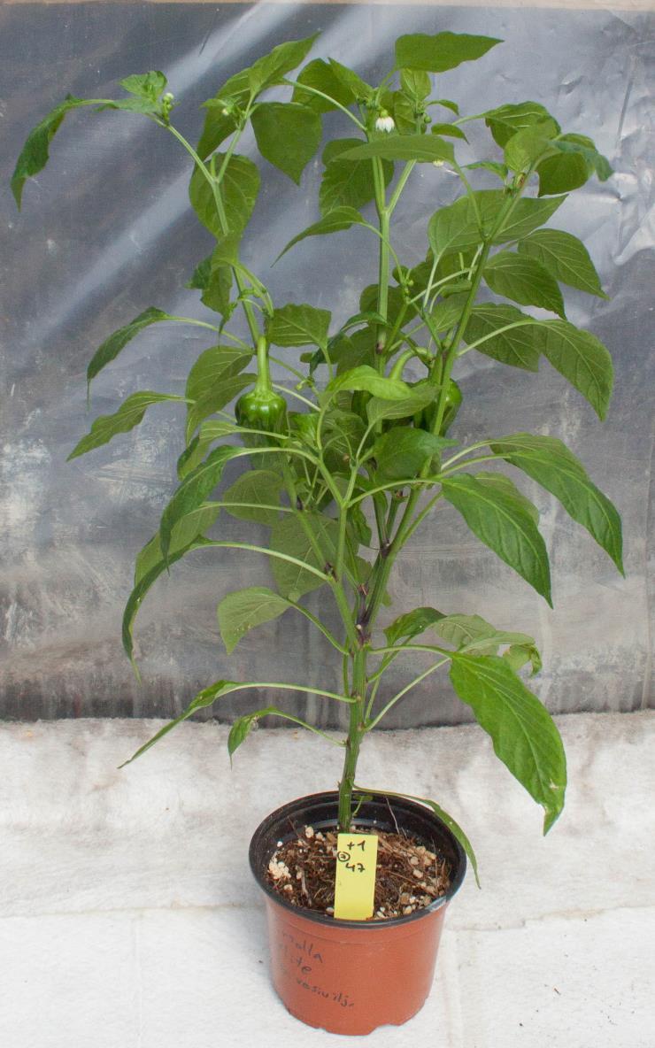 Capsicum annuum