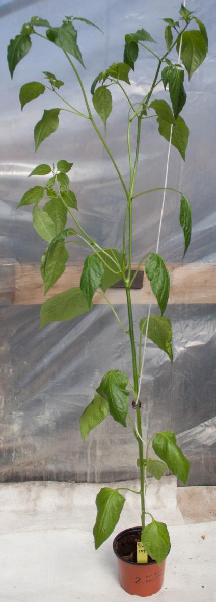 Capsicum baccatum