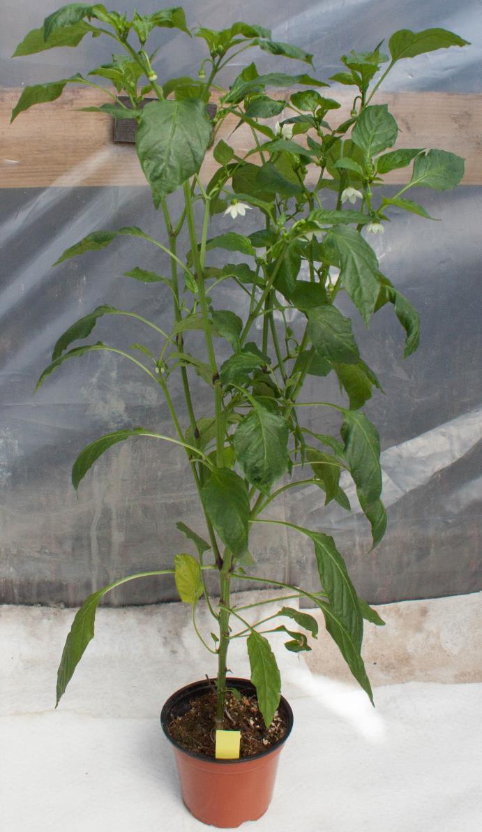 Capsicum annuum