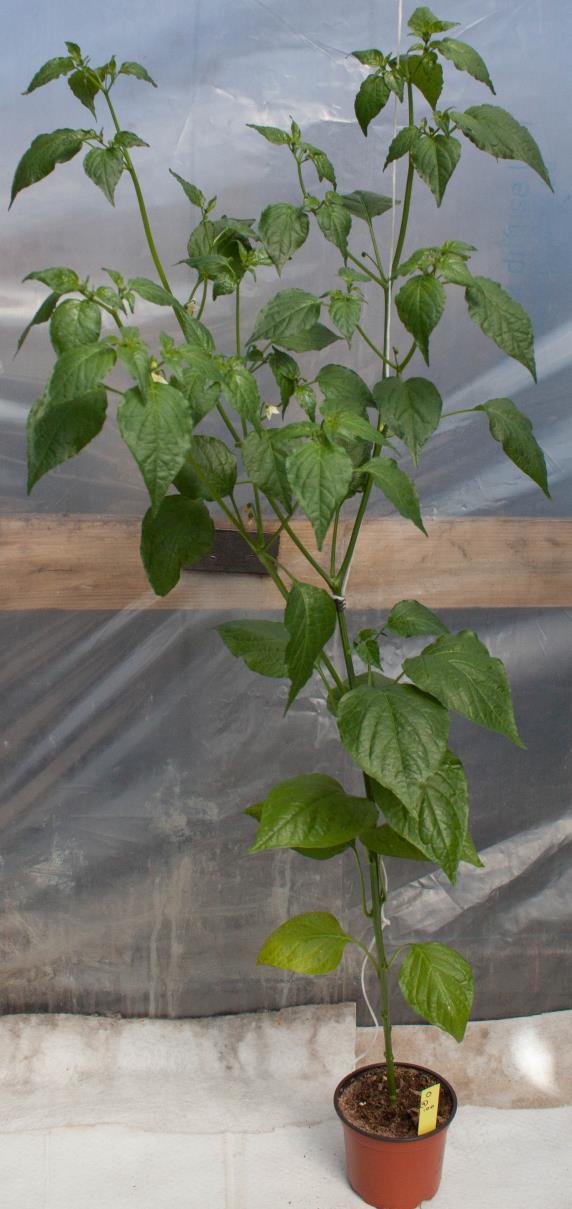 Capsicum baccatum