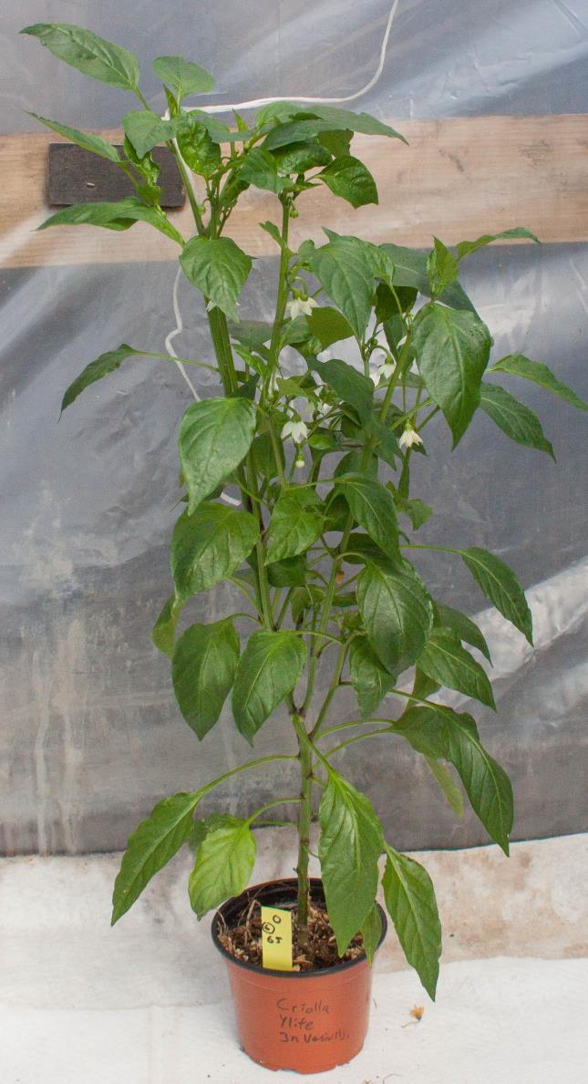 Capsicum annuum