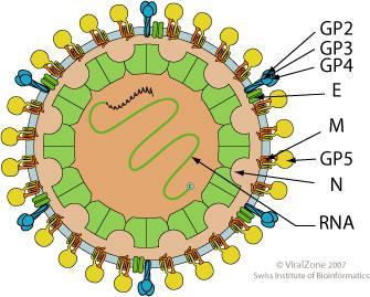 2 2 Teoria 2.1 Hevosen arteriittivirus Arteriittivirus (EAV) kuuluu heimoon Arteriviridae ja sukuun Arterivirus.