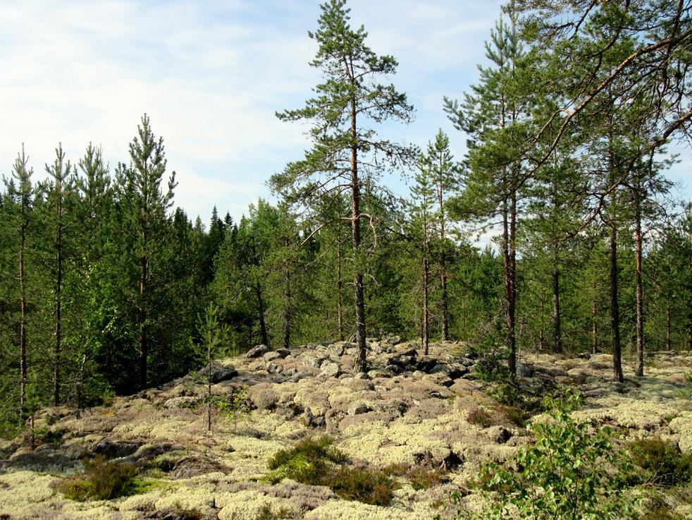 15 Röykkiö 2 lounaaseen. Historiallisen ajan muinaisjäännökset 3.