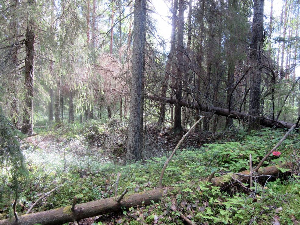 rakennuksen vallia