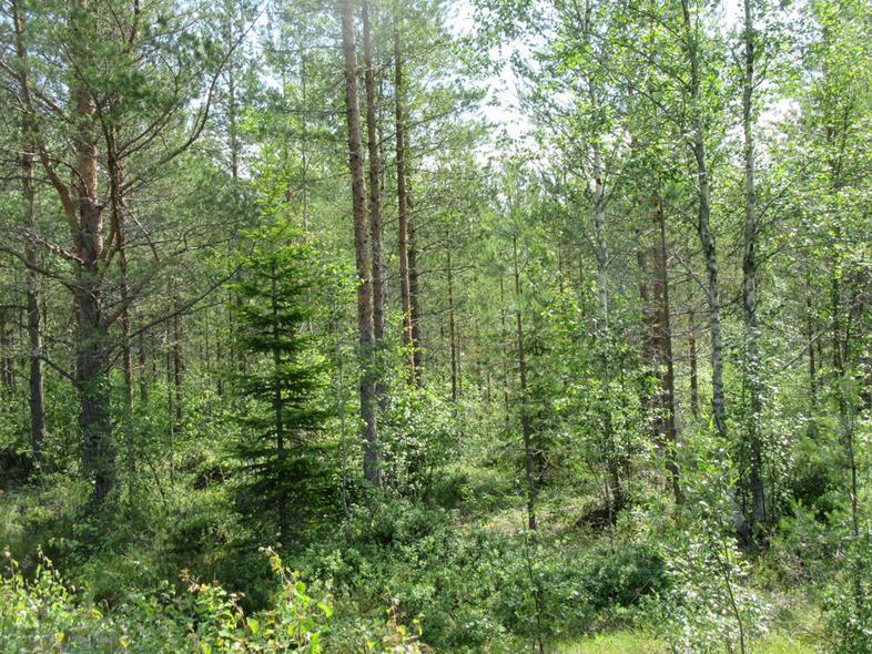 35 10 Voimalapaikka rämeen