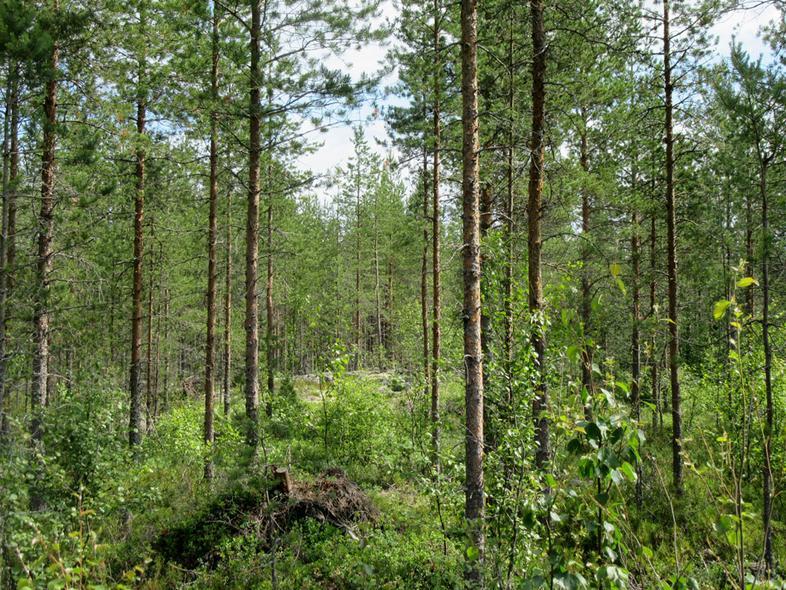 12 Voimalapaikka matalalla
