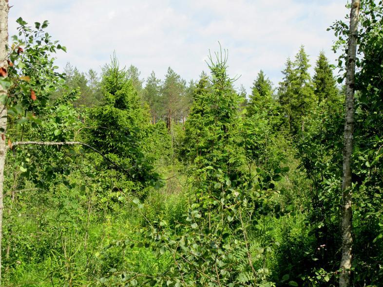 Kuva itään 14 Voimalapaikka