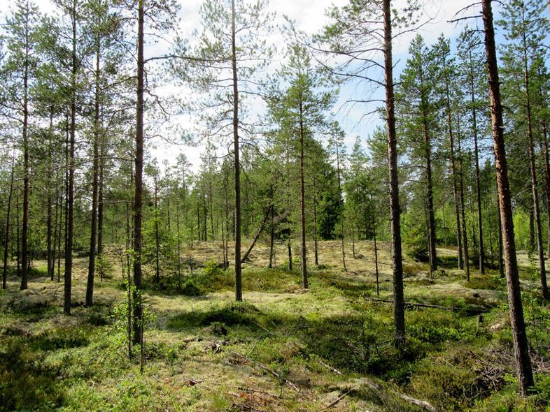 Kuva itään.