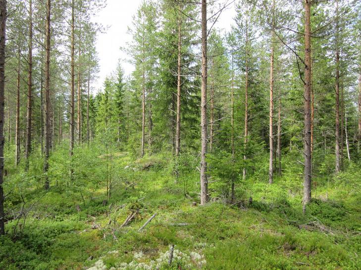 37 16 Voimalapaikka Karhunnevankankaan
