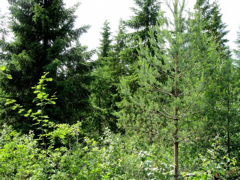 17 Perusparannettava tielinja hankealueen