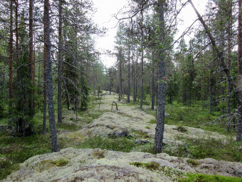 38 19 Kallioalueita voimalapaikan kaakkoispuolella