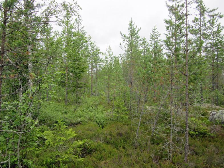 39 22 Rämeistä tasaista maastoa voimalapaikan itäpuolella