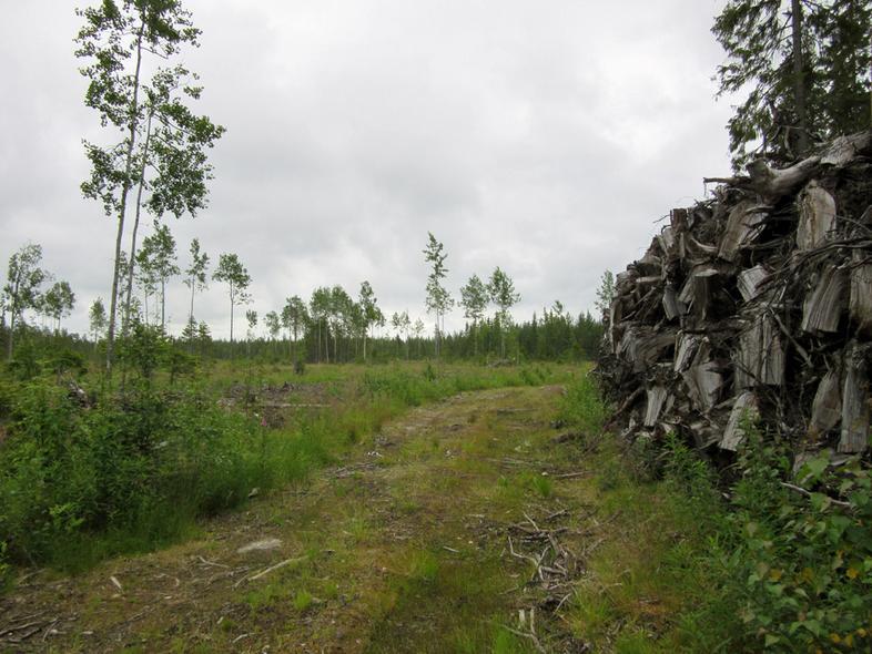 Laajat alueet ovat nuoria talousmetsiä, maaperä muokattua ja