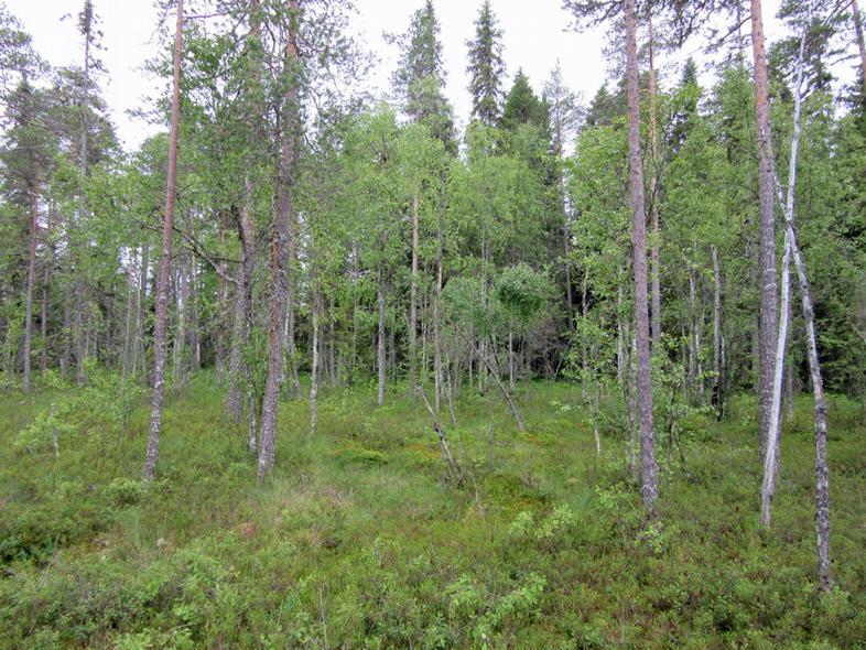 23 Tielinjausta nykyisen metsätien kohdalla Kiuasnevan
