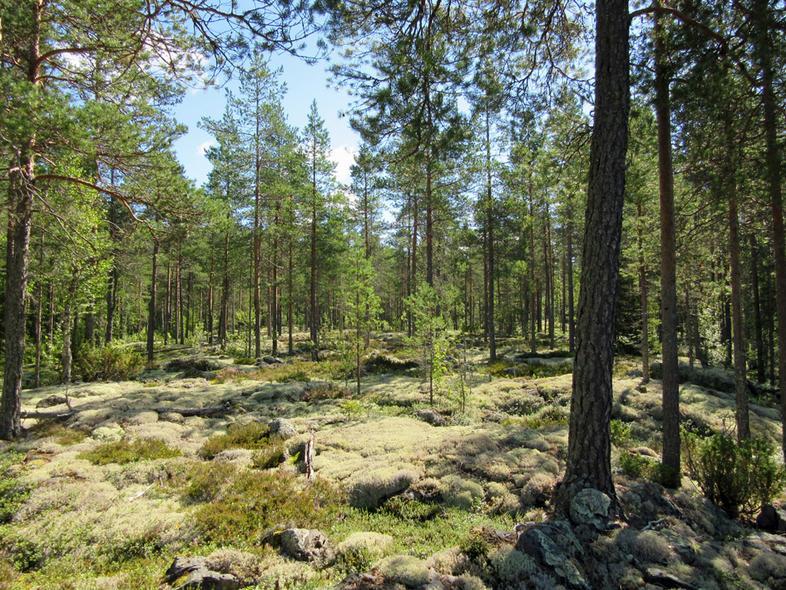 40 25 Leppäkivenrämeen ympärillä esiintyy
