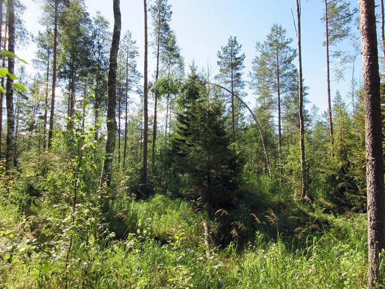 26 Kalliokohoumia Kiukaanperkkiön
