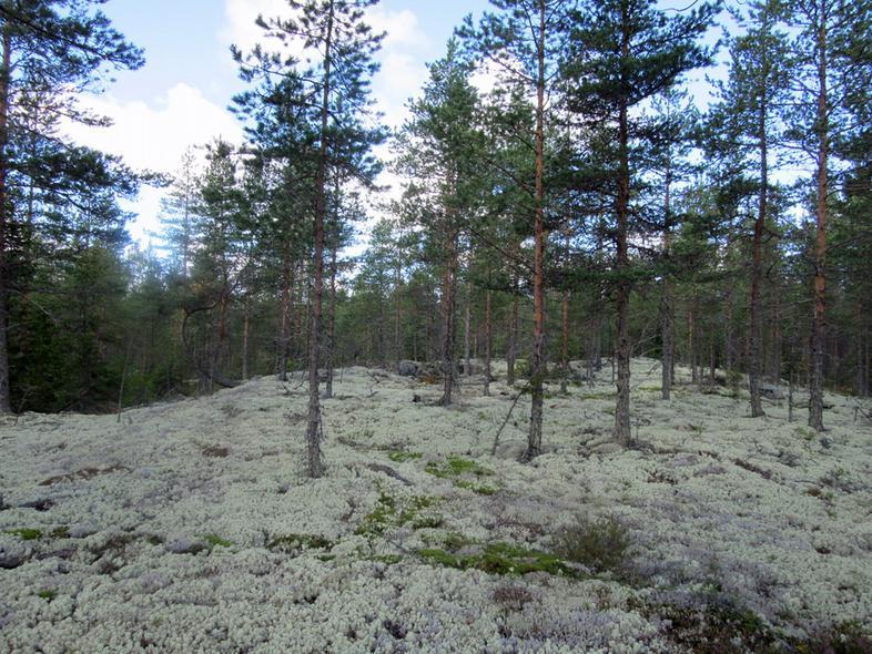 42 31 Pienipiirteisiä kallioita voimalinjan voimalapaikan