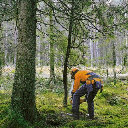 Puun kaato Valmistelu: Raivaa aluskasvillisuus Raivaa