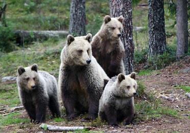 Tuotteet kärkituotteet: luontopuolella wildlife (eläintenkatselu- ja valokuvaus) ja