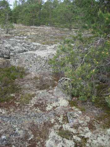 Rajamerkki 9 Epävarma rajakivi kallion lakitasanteella, vieressä pari isompaa kiveä ja samanlaista sammaleen peittämää kivikkoa enemmänkin.