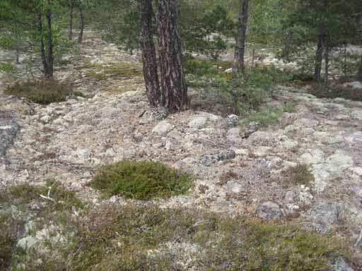 Päällä kasvaa mänty. Ympäristössä on muitakin vastaavia muodostelmia samanlaisella sijainnilla. Luonnonmuotoja.