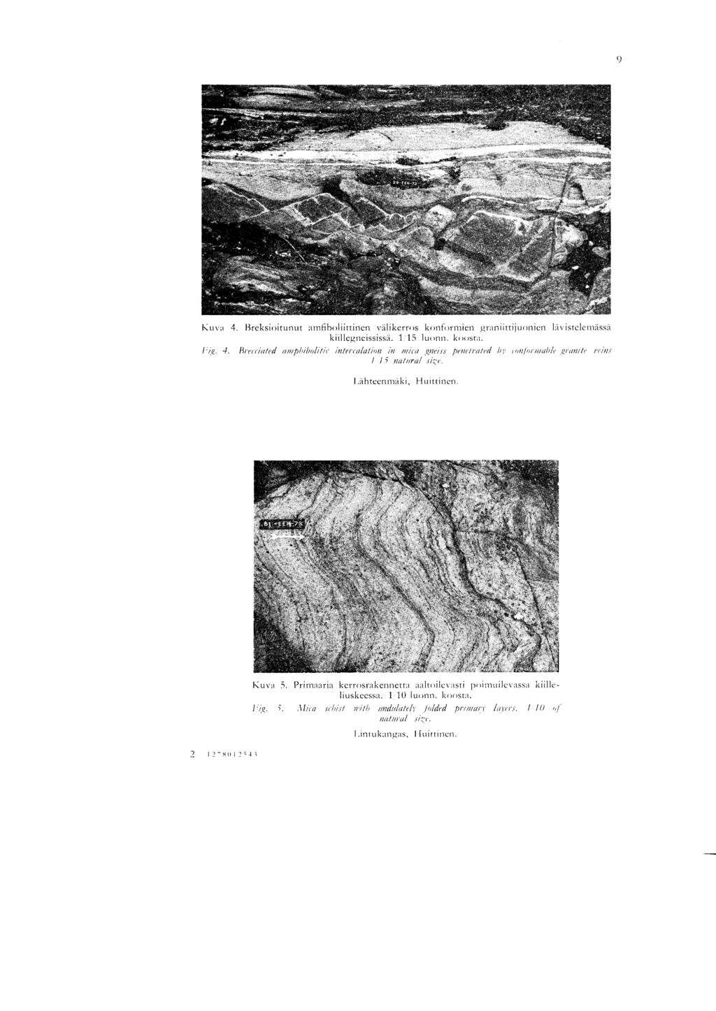 9 I'uva 4. Breksioitunut amfboliittinen valikerros konformien graniittijuonien Iii istelemassa kiillegneississa. 1 ;15 luono. koosta. 4. Rrerria/ed amphibolitk intercalation in mica ennui penetrated byy ran/ rrraa/ile granit(' r'unc / 15 nalaral.