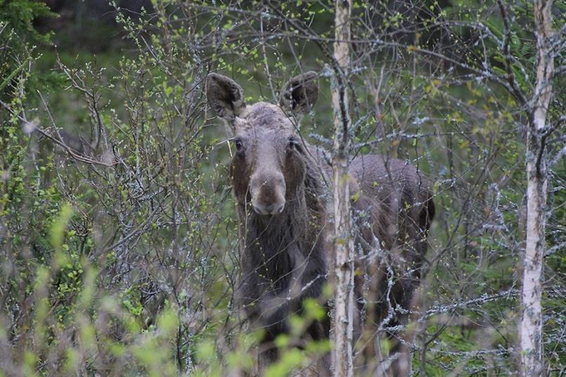 Koivulla synkkä tulevaisuus Epätodennäköistä, että hirvikanta tulisi merkittävästi pienenemään.