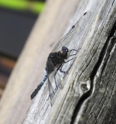 Täplälampikorento Leucorrhinia pectoralis (kuva 3) Täplälampikorento on liitteiden II ja IV (a) sudenkorentolaji, joka suosii runsaskasvustoisia lampia, järviä, ojia ja merenlahtia.