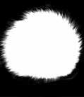 white ACC
