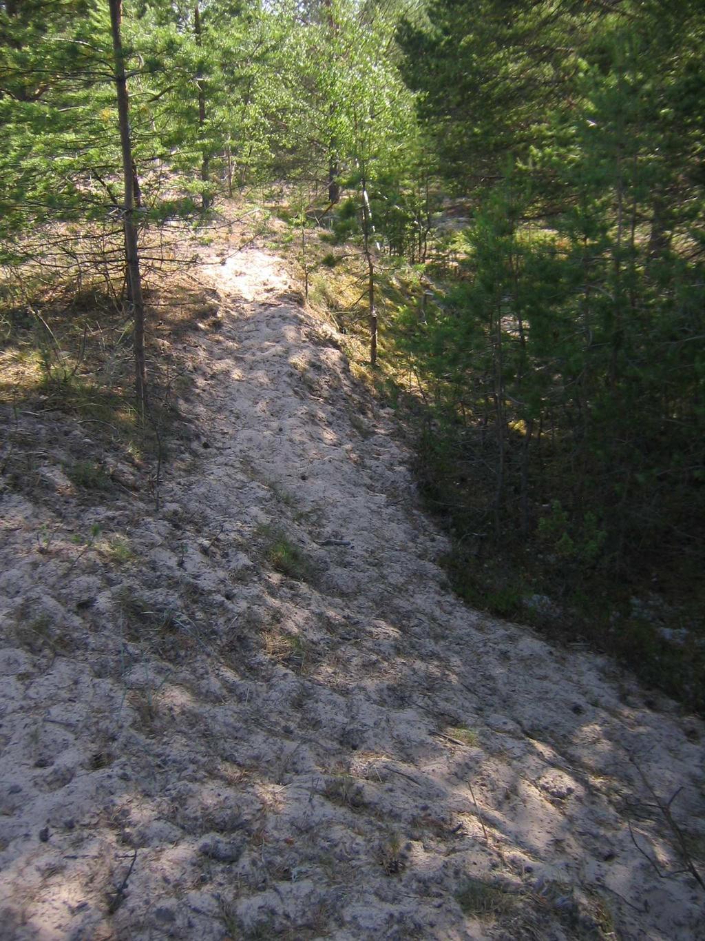 Laidunnuksen vaikutukset kohdistuvat paljon rantojen ruovikoihin, jotka eivät kuulu varsinaisesti mihinkään Natura-luontotyyppiin (kuva 23).