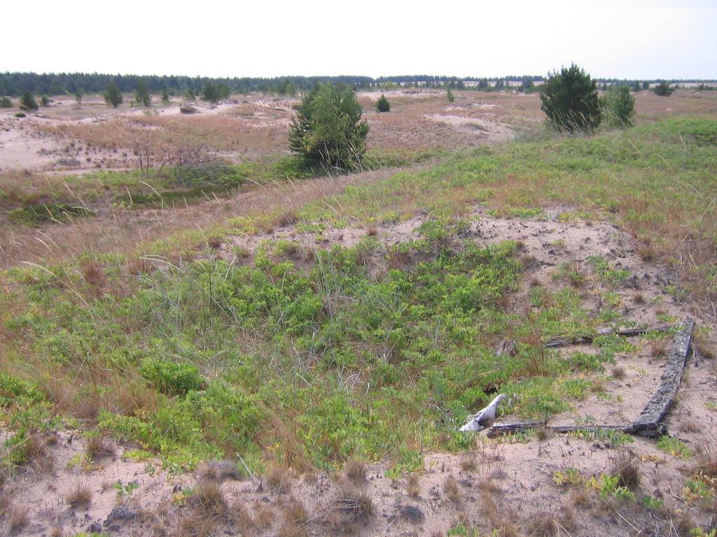 Kaivauksien osuus linja-arviointien havainnoista on kuitenkin suurin metsäisillä dyyneillä, jossa vaikutukset vedenvirtaukseen voivat olla voimakkaita (kuva 27).