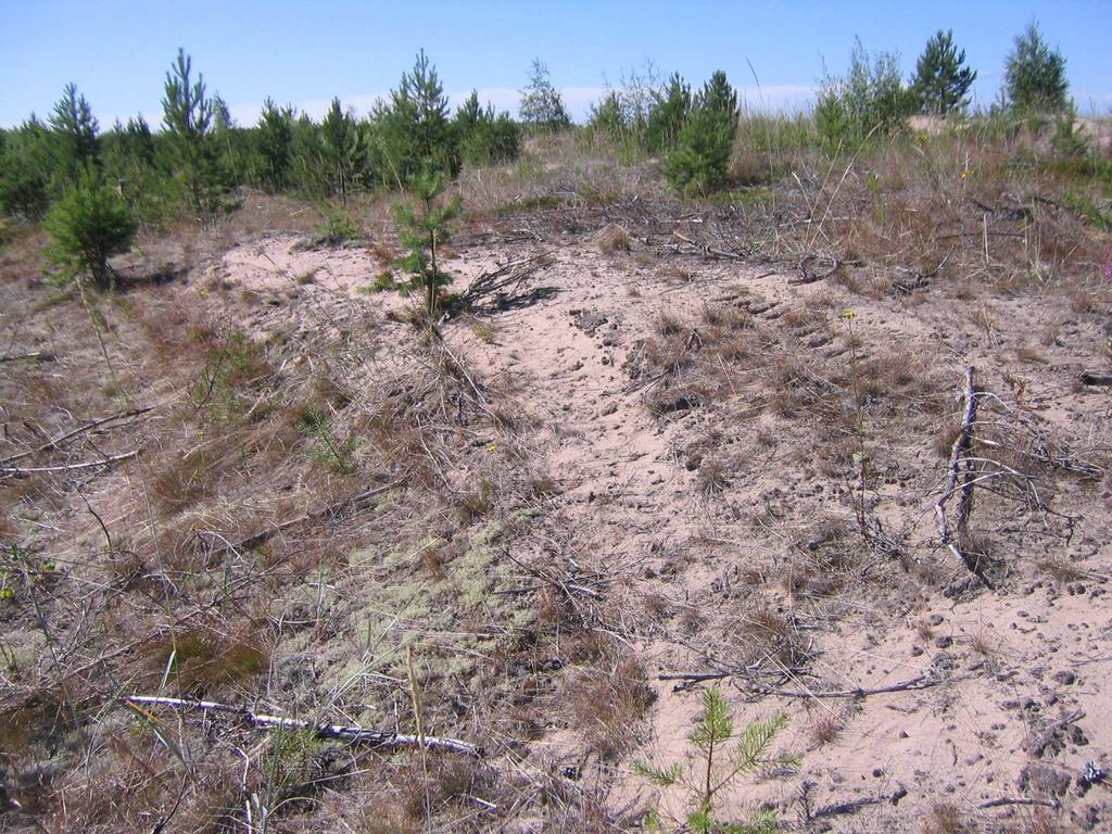 kumpareiksi ja siten jatkuvan ajoneuvojen tai tallauksen tasoittavan vaikutuksen seurauksena dyynien synty voi estyä ja luontotyypin esiintyminen vähentyä.