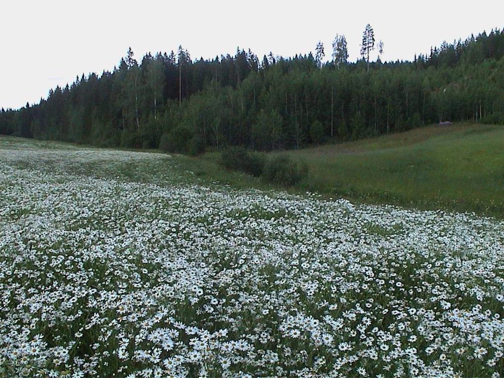 Olisitko uskonut