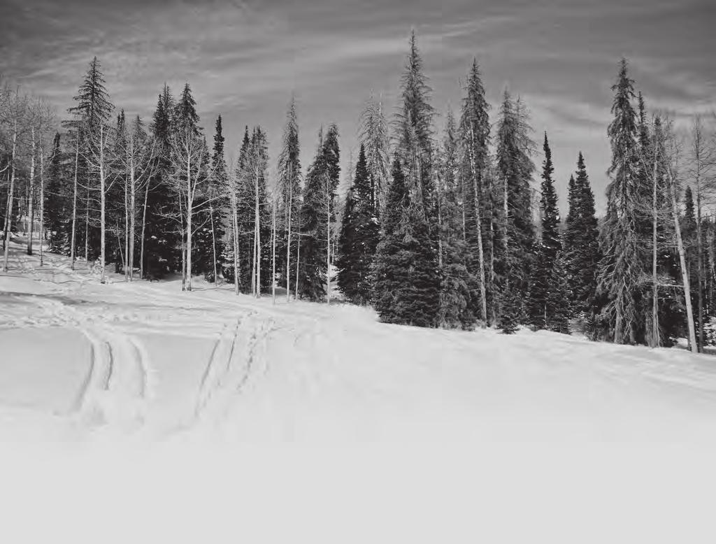 VARIAATTORIN HIHNAT PURE POLARIS : VETOHIHNAT Hyvin suunnitellut, testatut ja varmasti sopivat suorituskykyiset vetohihnat Polaris -laitteisiin.