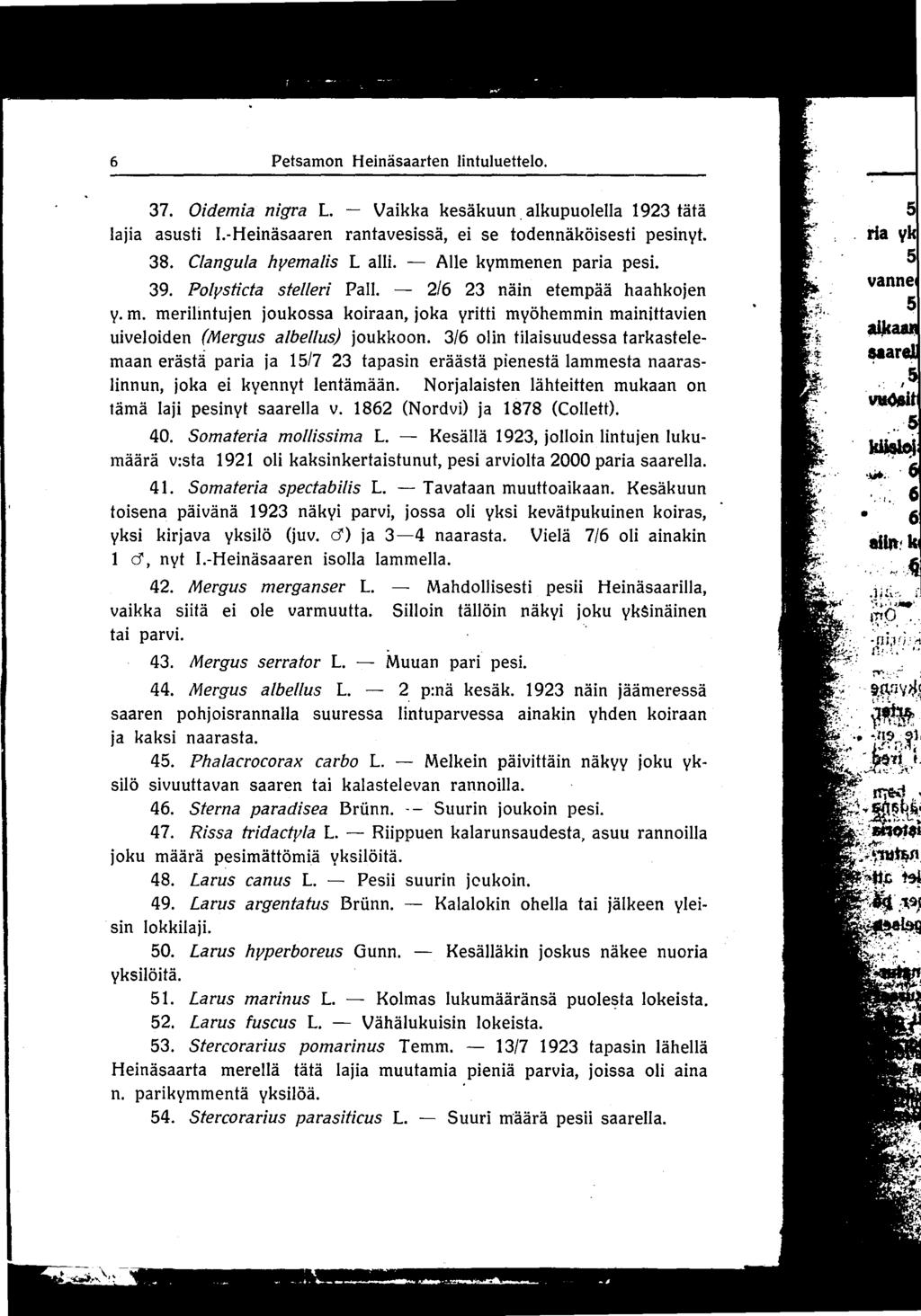 6 Petsamon Heinäsaa rten lintuluette lo. 37. Oidemia nigra L. - Vaikka kesäkuun. alkupuolella 1923 tätä lajia asusti 1.-Heinäsaaren rantavesissä, ei se todennäköisesti pesinyt. 38.