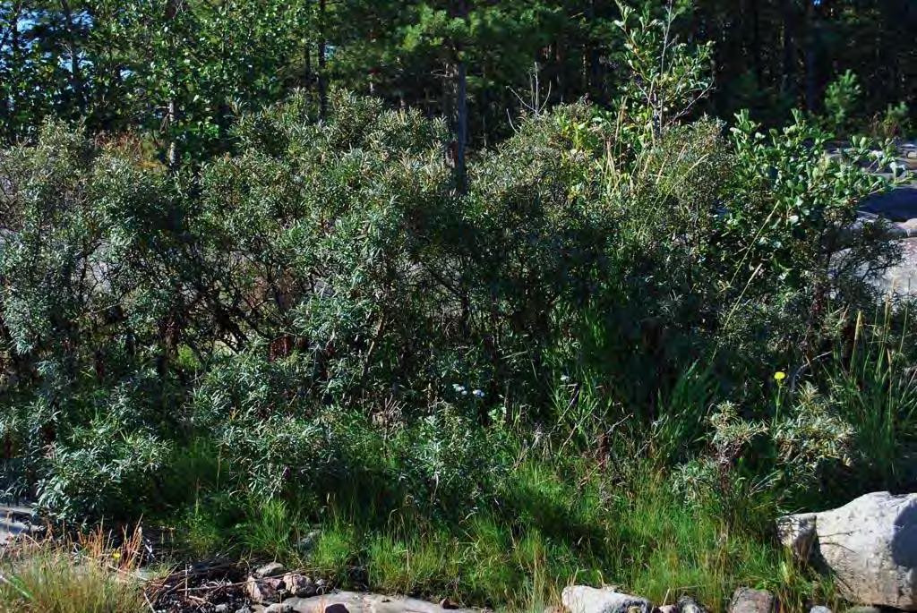 Kuva 2. Sakari Hinneri Tyrnipensastot (kuva 2.) Luodon pohjoisrannalla on sorakerrostumalaikuilla joitakin tyrnipensastoja.