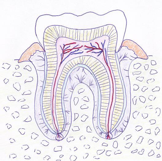 8 Nystermät eli kuspit Kiille Dentiini Kruunu Ien Hampaan ydin Kiinnityskudossäikeet Juuri Juurisementti Mandibulan alveolilisäke KUVA 1.