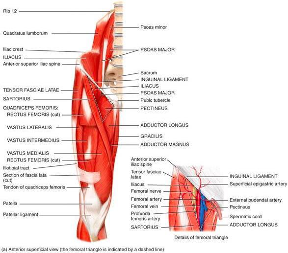 9 viiden lihasten funktiona on polven ojennus. Posteriorinen lihasaitio käsittää Hamstring- lihakset (m. Biceps femoris, m. Semitendinosus, m. Semimembranosus).
