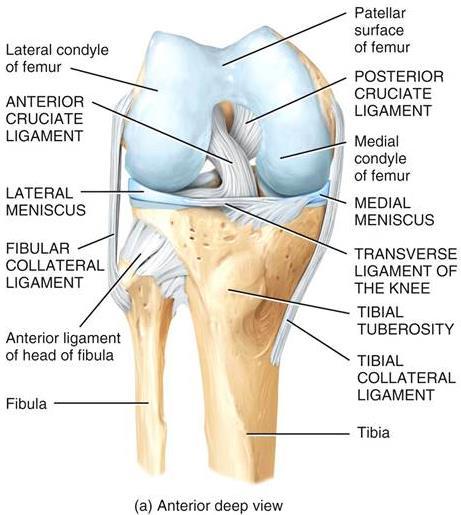 12 Kuvio 4. Polvinivel ja eturistiside (anterior cruciate ligament) anteriorisesti kuvattuna (Tortora & Derrickson 2006) 2.