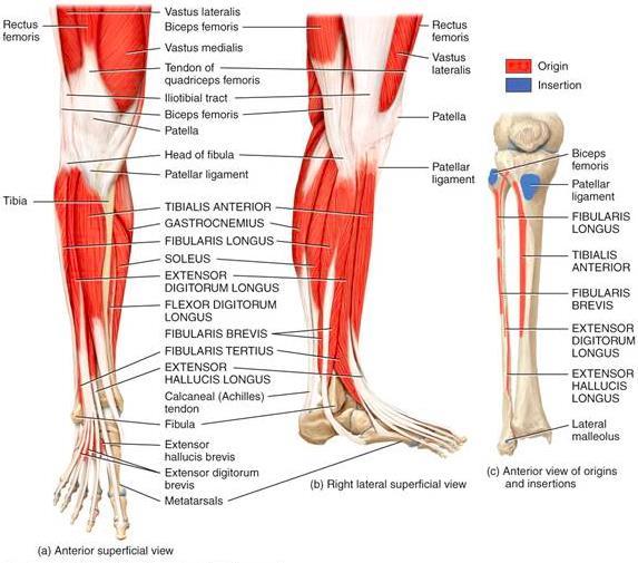 15 Jalan taaempi pinnallinen lihasaitio. (Superficial posterior compartment of the leg) m.gastrocnemius, m. Soleus, m. Plantaris. Tuottaa nilkan plantaariflexiota.