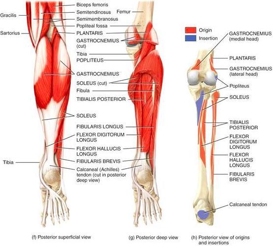 16 Kuvio 8. Pohkeen pinnalliset ja syvät lihakset posteriorisesti kuvattuna (Tortora & Derrickson 2006) 2.3.
