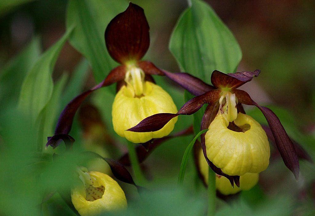 12. Tikankontti (R6) Tikankontti tai lehtotikankontti (Cypripedium calceolus) on Euraasiassa esiintyvä isokukkainen, ruohovartinen kasvi, joka on Suomessa luokiteltu silmälläpidettäväksi.