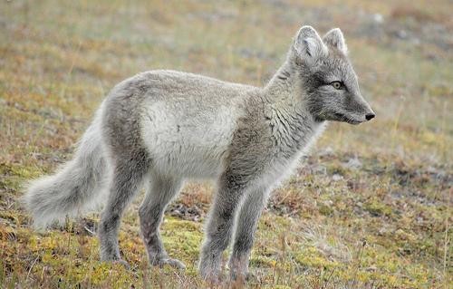 Naali jakautuu kahteen väritykseen, toinen on sinikettu joka on ympäri vuoden sinertävänharmaa, ja toinen on napakettu joka on talvisin valkoinen ja kesäisin ruskeanharmaa. Elää noin 3-6 vuotta.