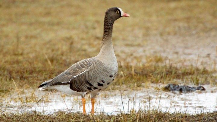 6. Kiljuhanhi (R6) Kiljuhanhi (Anser erythropus) on muuttolintu, joka syö pääosin ruohokasveja, mutta poikasena myös hyönteisiä.